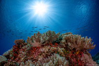 Litophyton arboreum (Litophyton Arboreum)