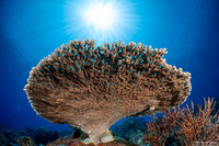 Acropora cytherea (Table Coral)