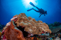Leptoria phrygia (Smooth Brain Coral)