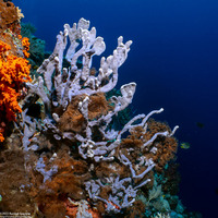 Callyspongia biru (Callyspongia Biru)