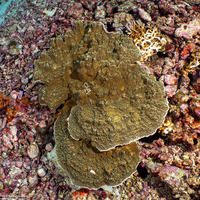 Montipora sp.1 (Montipora sp.1)