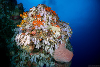 Dendronephthya sp.1 (Dendronephthya)