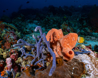 Callyspongia biru (Callyspongia Biru)