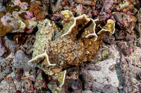 Millepora sp.2 (Plate Fire Coral)