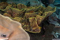 Turbinaria reniformis (Yellow Scroll Coral)