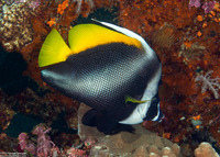 Heniochus singularius (Singular Bannerfish)