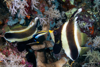 Heniochus chrysostomus (Pennant Bannerfish)