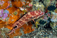 Cephalopholis leopardus (Leopard Grouper)