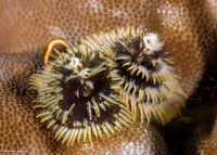Spirobranchus sp.1 (Christmas Tree Worm)