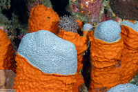 Goniopora sp.2 (Goniopora sp.2)