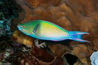 Scarus tricolor (Tricolor Parrotfish)
