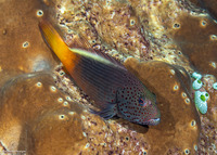 Paracirrhites forsteri (Freckled Hawkfish)
