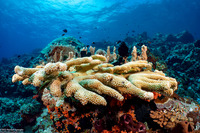 Acropora robusta (Robust Acropora)