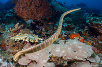 Laticauda semifasciata (Chinese Sea Snake)
