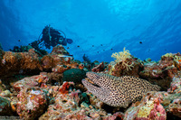 Gymnothorax favagineus (Honeycomb Moray)