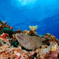 Gymnothorax favagineus (Honeycomb Moray)