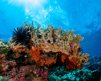 Millepora sp.1 (Encrusting Fire Coral)