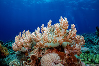 Litophyton arboreum (Litophyton Arboreum)