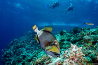 Balistoides viridescens (Titan Triggerfish)