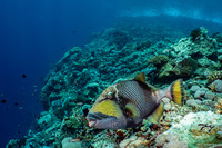Balistoides viridescens (Titan Triggerfish)