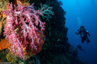 Dendronephthya sp.1 (Dendronephthya)