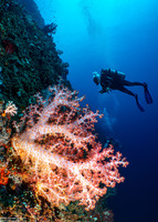 Dendronephthya sp.1 (Dendronephthya)