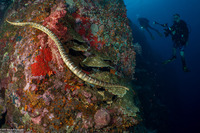 Laticauda semifasciata (Chinese Sea Snake)