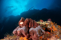Theonella swinhoei (Brown Tube Sponge)