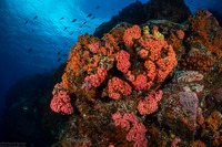 Tubastraea coccinea (Orange Cup Coral)