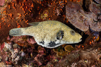 Arothron mappa (Map Puffer)