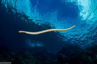 Laticauda semifasciata (Chinese Sea Snake)