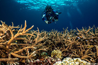 Acropora muricata (Common Staghorn Coral)