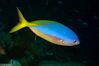 Caesio teres (Blue and Yellow Fusilier)