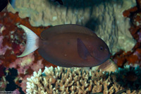 Acanthurus thompsoni (Whitetail Surgeonfish)