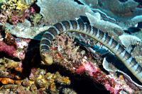 Laticauda semifasciata (Chinese Sea Snake)