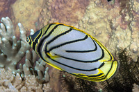 Chaetodon meyeri (Meyer's Butterflyfish)