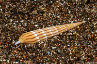 Myurellopsis paucistriata (Lightly-Striated Auger)