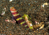 Amblyeleotris wheeleri (Gorgeous Shrimpgoby)