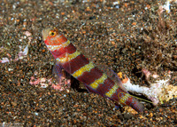 Amblyeleotris wheeleri (Gorgeous Shrimpgoby)