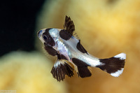 Macolor niger (Black Snapper)