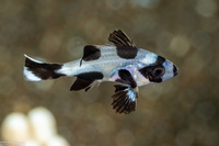 Macolor niger (Black Snapper)