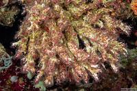 Filogranella elatensis (Delicate Tube Worm)