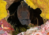Gymnothorax flavimarginatus (Yellowmargin Moray)