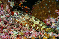 Epinephelus hexagonatus (Hexagon Grouper)