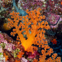 Dendronephthya sp.1 (Dendronephthya)