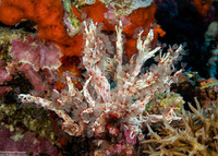 Filogranella elatensis (Delicate Tube Worm)