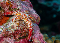 Linckia multifora (Multipore Sea Star)