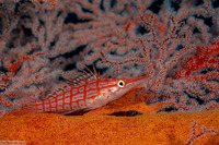 Oxycirrhites typus (Longnose Hawkfish)