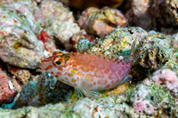 Cirrhitichthys oxycephalus (Pixy Hawkfish)
