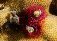 Spirobranchus sp.1 (Christmas Tree Worm)